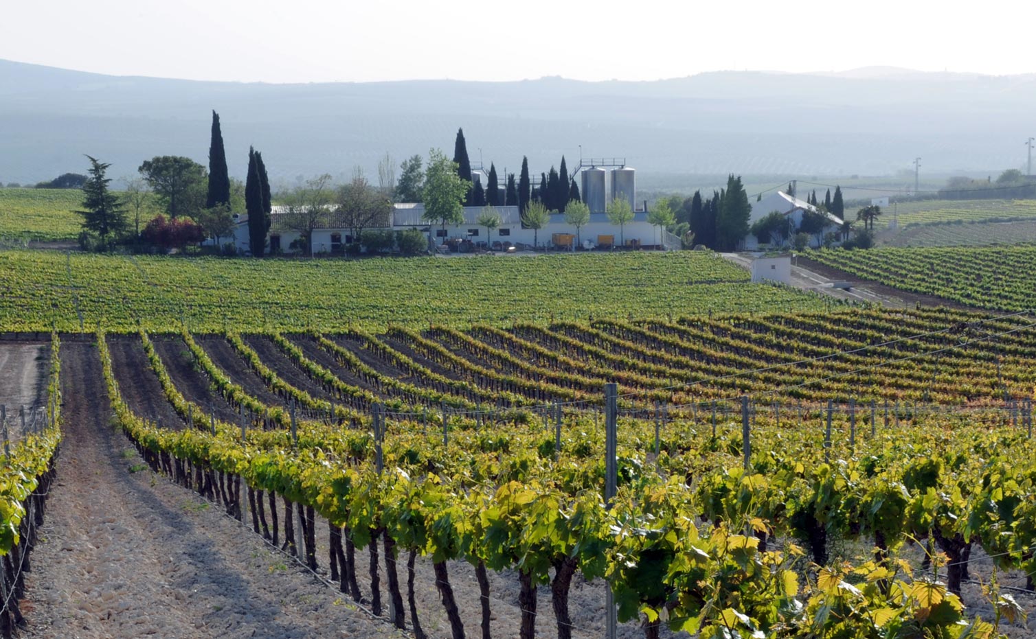 Viñedos y paisaje de Montilla