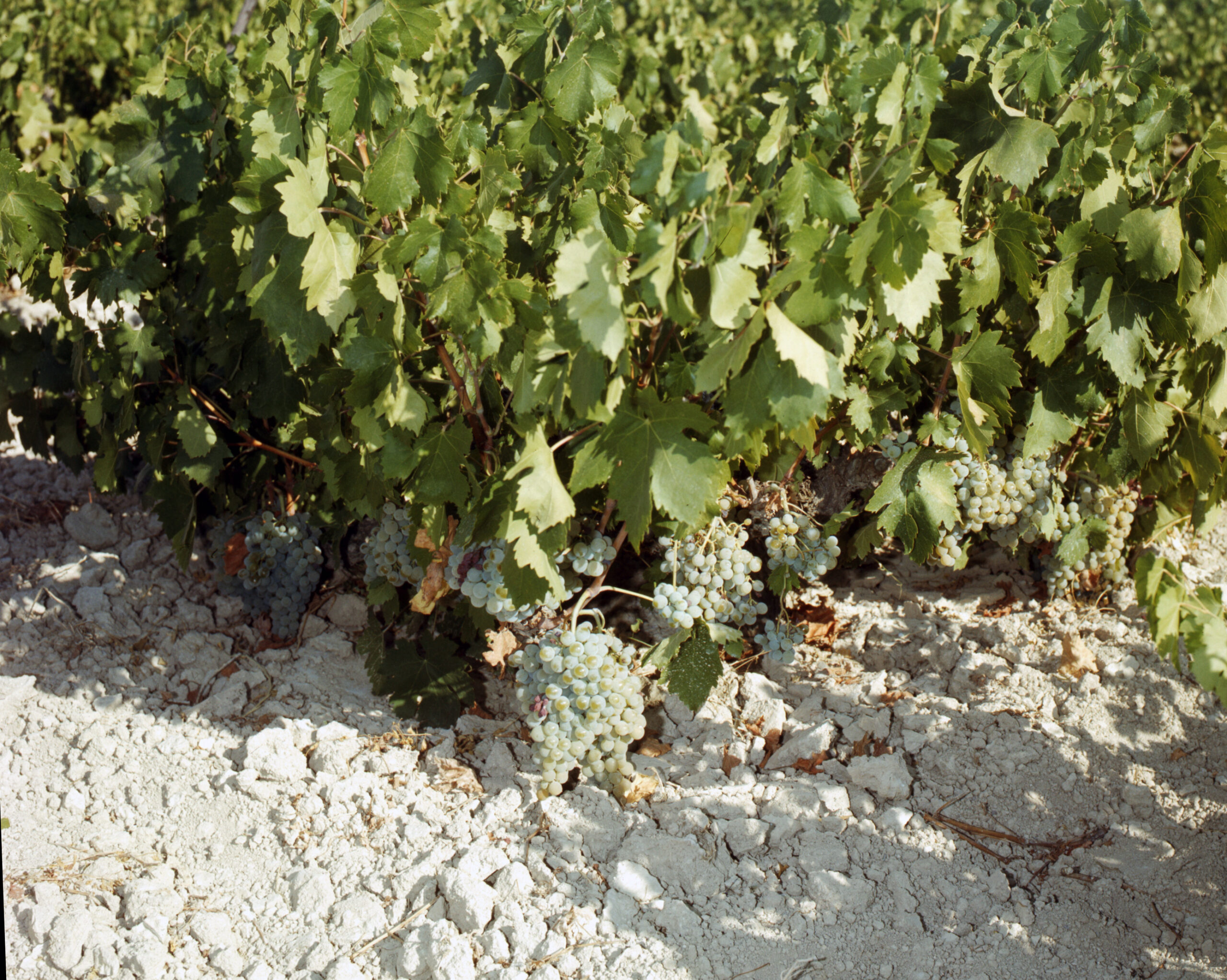 Vinegrowing-1